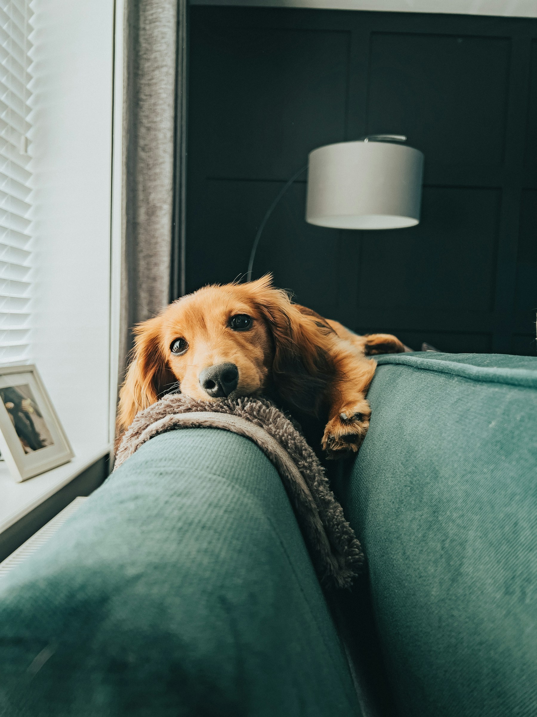 A dog taking a quiet moment