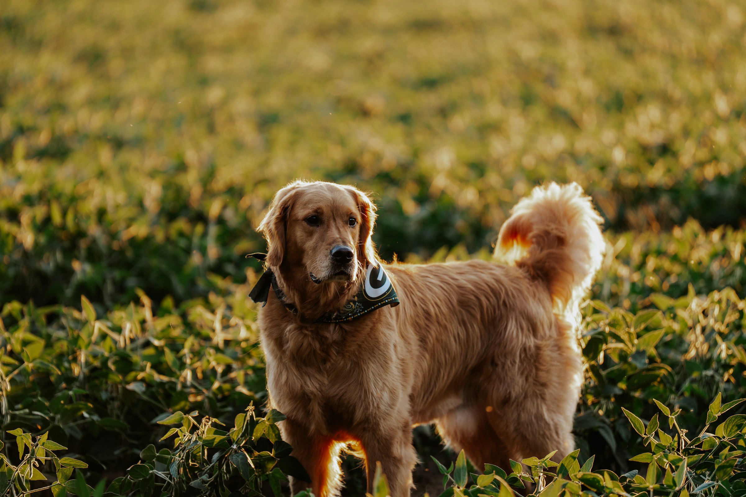 A relaxed dog enjoying time outdoors